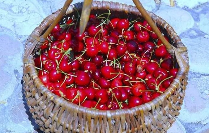 Ne da se Počitelj i ne da svoju – Trešnjinu nedjelju